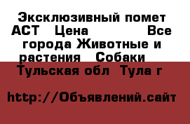 Эксклюзивный помет АСТ › Цена ­ 30 000 - Все города Животные и растения » Собаки   . Тульская обл.,Тула г.